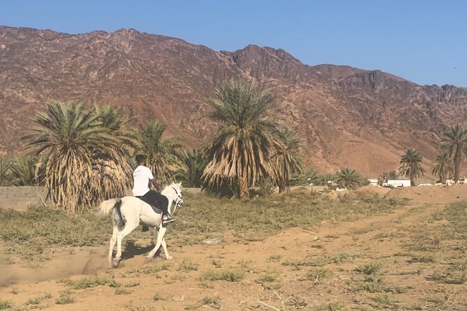 1 Hour Private Horse Riding in Madinah - What This Madinah Horse Ride Actually Feels Like