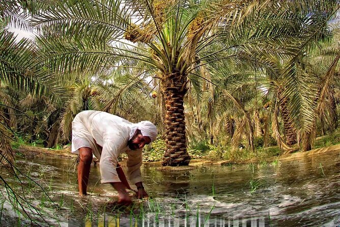 A tour in Al Ahsa the largest Oasis in the world - Ibrahim Palace and the feel of a 1571 fortress