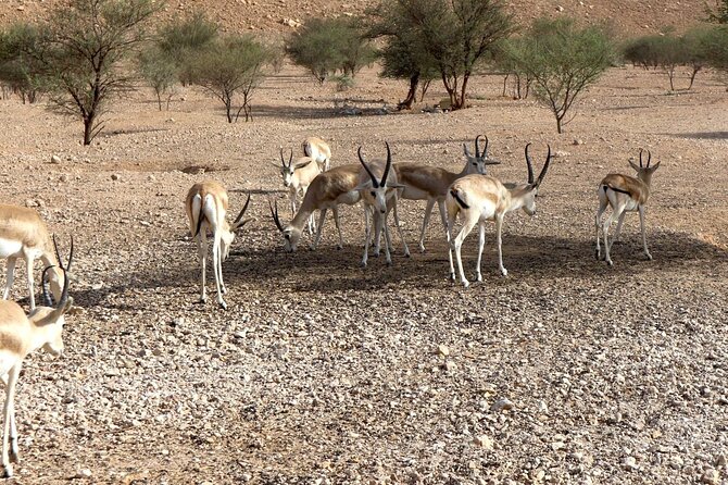 Edge of The World & Deer Reserve Off-road 4x4 Car Tour in Riyadh - Sunset picnic with Saudi snacks and Arabic coffee