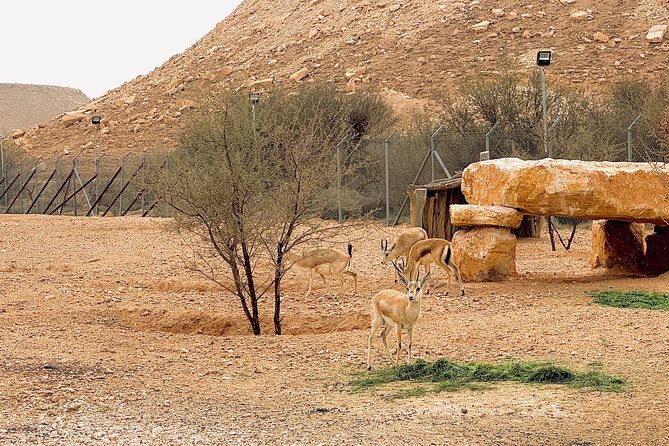 Edge of The World & Deer Reserve Off-road 4x4 Car Tour in Riyadh - First stop: Arabian Gazelle Reserve near Huraymila