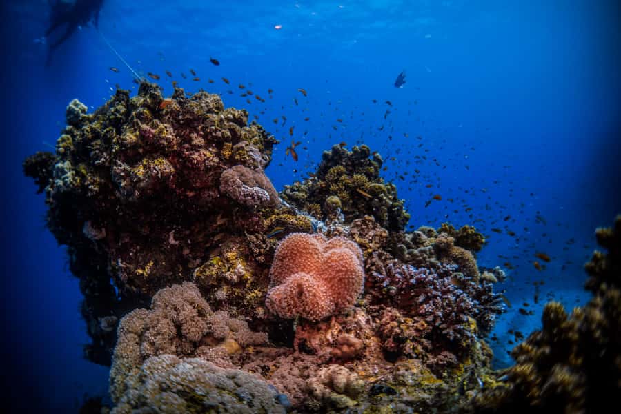 From Jeddah: Boat Trip and Diving for Certified Divers - Leaving Al-Haddad Scuba for the Red Sea
