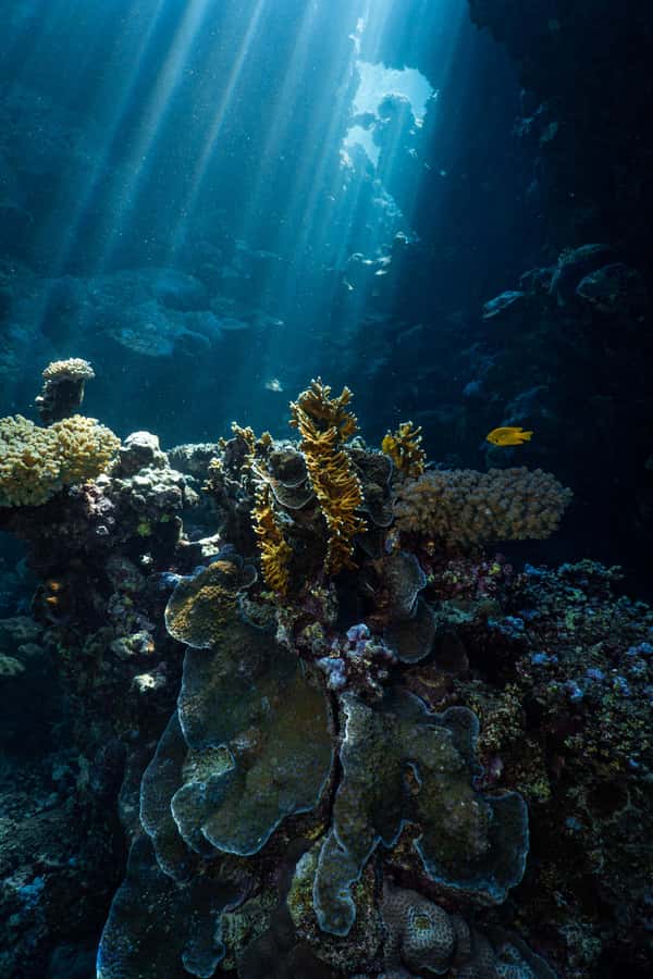 From Jeddah: Boat Trip and Diving for Certified Divers - The first hour on the water