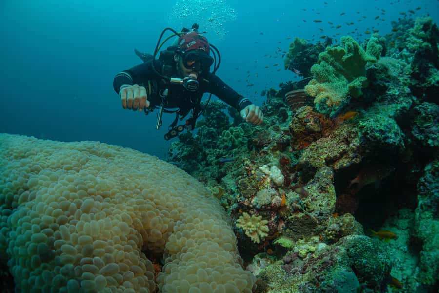From Jeddah: Boat Trip and Diving for Certified Divers - The second underwater session