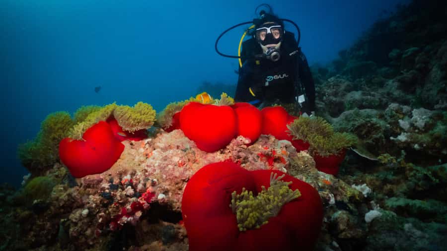 From Jeddah: Boat Trip and Diving for Certified Divers - What the $93 price really covers