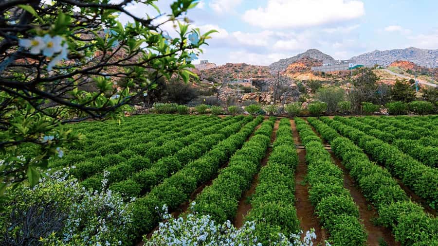 From Jeddah: Visit Taif The City of Roses - Taif’s Heart Mall, a practical first stop