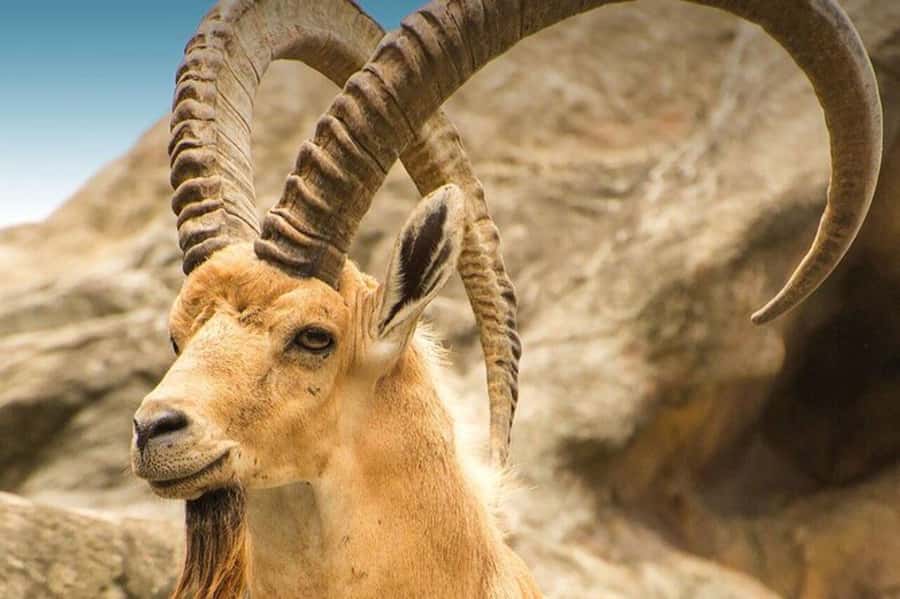 Hegra Tour: AlUla’s No.1 Haven For Nature, Wildlife Lovers - Key things to know before booking