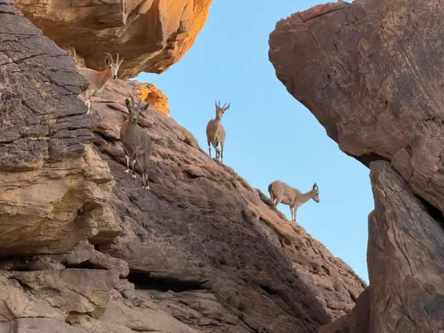 Hegra Tour: AlUla’s No.1 Haven For Nature, Wildlife Lovers - Wildlife viewing in a protected setting