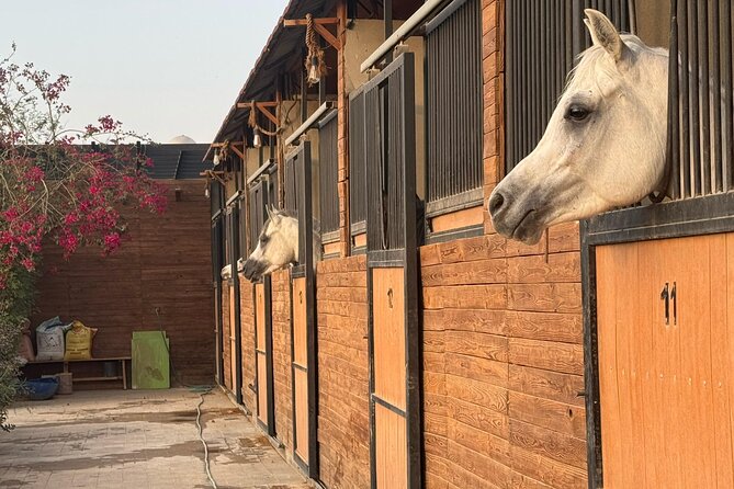 Horse Riding Experience in Riyadh | Tanomah | Jeddah | Al Ula - What is included, and what still needs planning