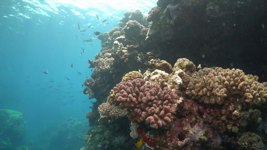 Jeddah: Bayada Leisure Boat Trip with Snorkeling - Food, drinks, and life on the boat
