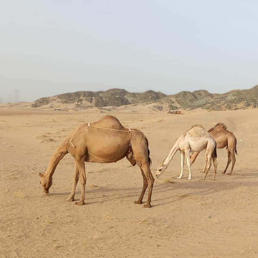 Jeddah Desert Safari: Quad Biking, Camel Farm & Sunset Views - A private tour with a genuinely personal feel