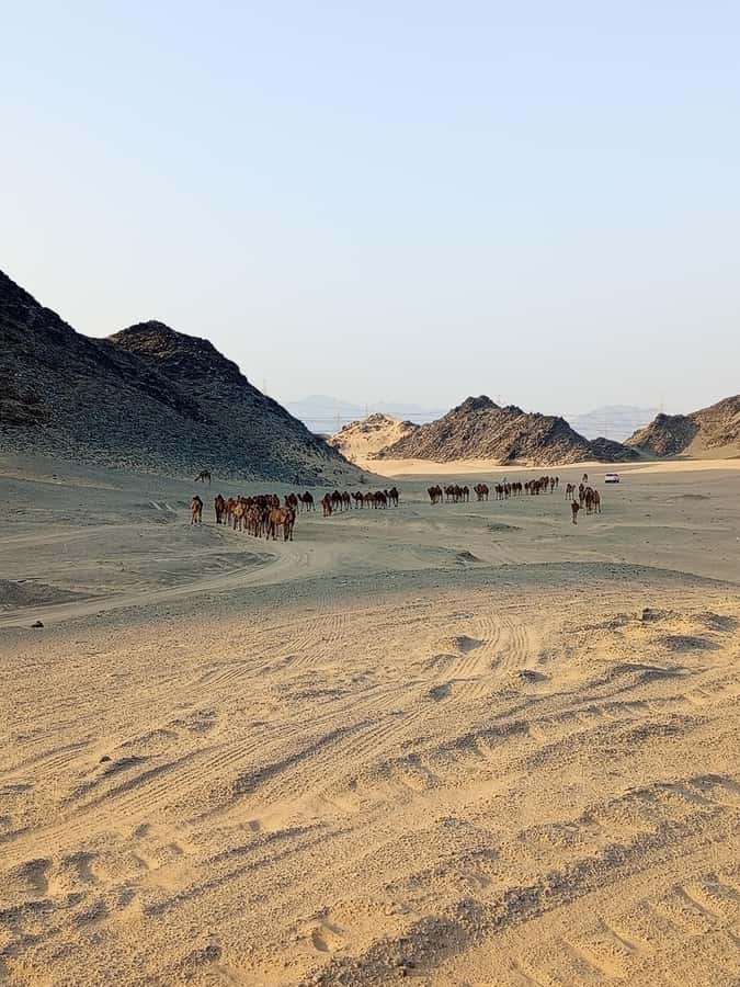 Jeddah Desert Safari: Quad Biking, Camel Farm & Sunset Views - Practical tips for a better ride