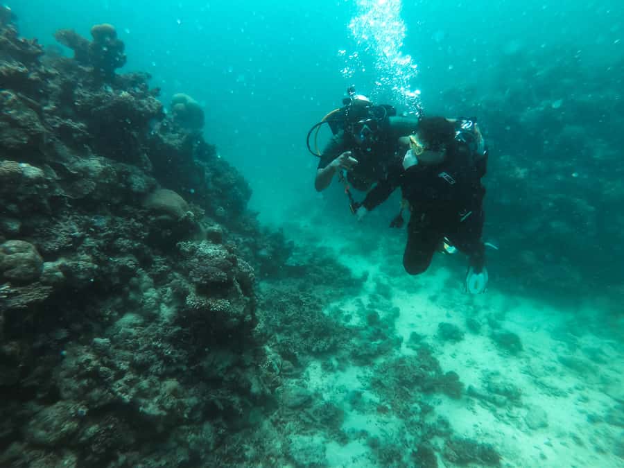 Jeddah: Red sea shore diving (Discovery) - Key points to know before booking