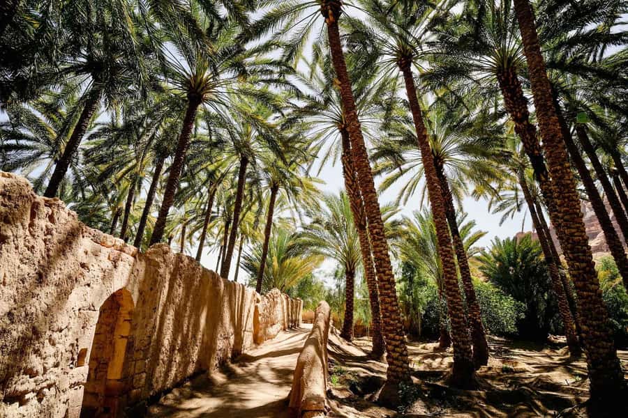 Oasis Adventure in Alula - Following the 3km Oasis Heritage Trail