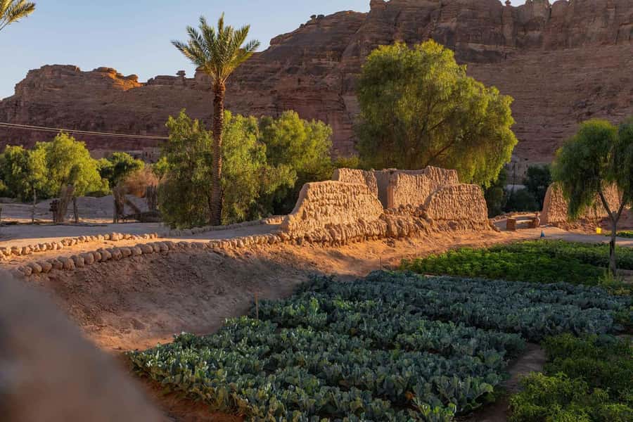 Oasis Adventure in Alula - Who should book this AlUla experience?