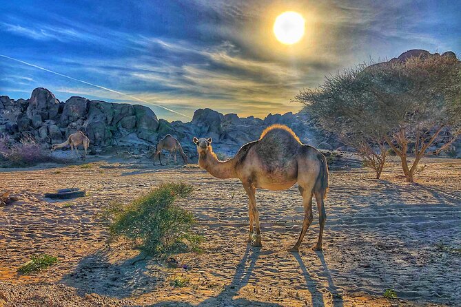 Private Moon Valley Hike Experience in Jeddah - Why Moon Valley feels unlike a normal Jeddah day trip