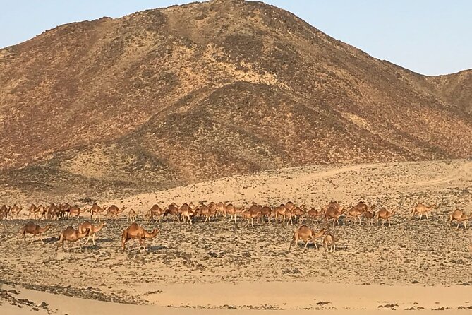 Private Morning Desert Safari with Quad Bike Tours Jeddah - Timing, Comfort, and Practical Planning