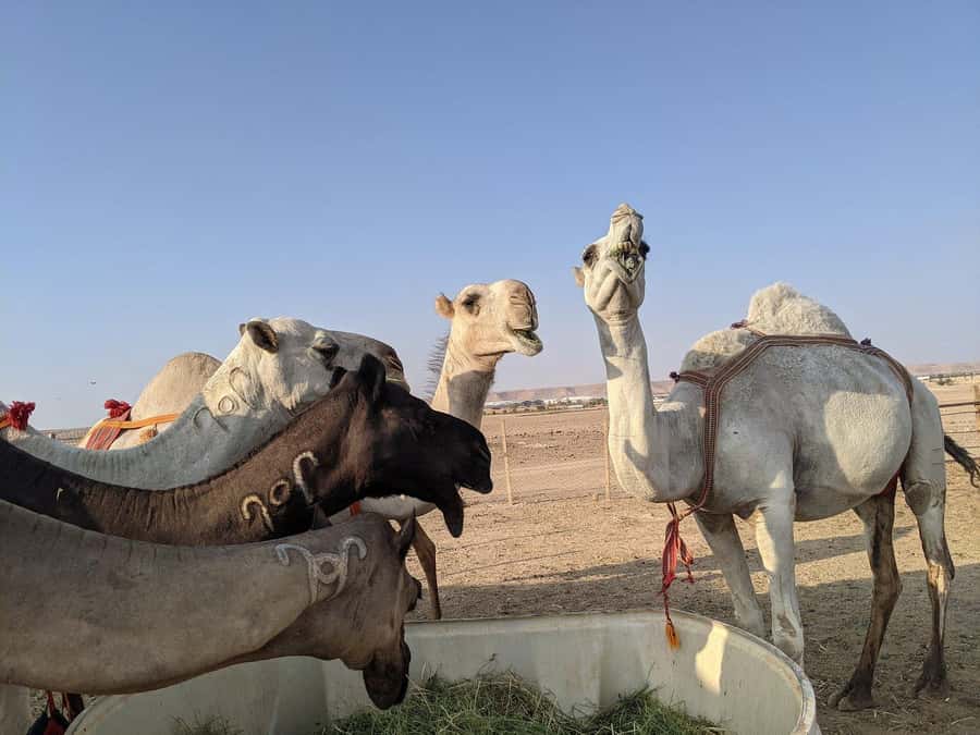 Riyadh: Edge of The World with dinner & Campsite Shared Tour - Who should book this experience?