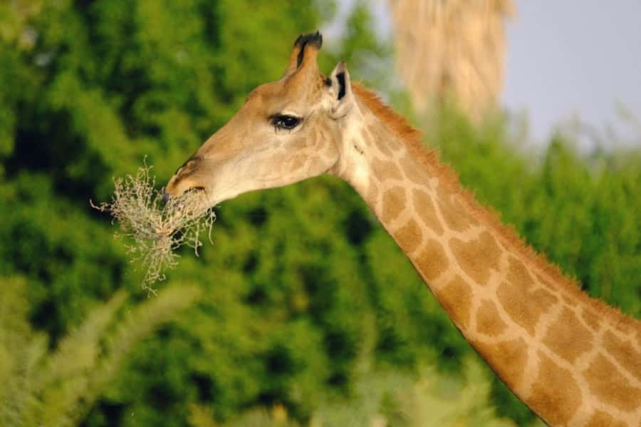 Riyadh: Open-Topped Vehicle Safari at Nofa Wildlife Park - Key points to know before you go