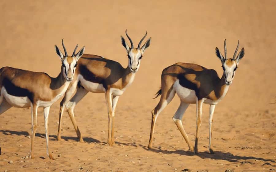 Riyadh: Open-Topped Vehicle Safari at Nofa Wildlife Park - A short safari with a big change of pace
