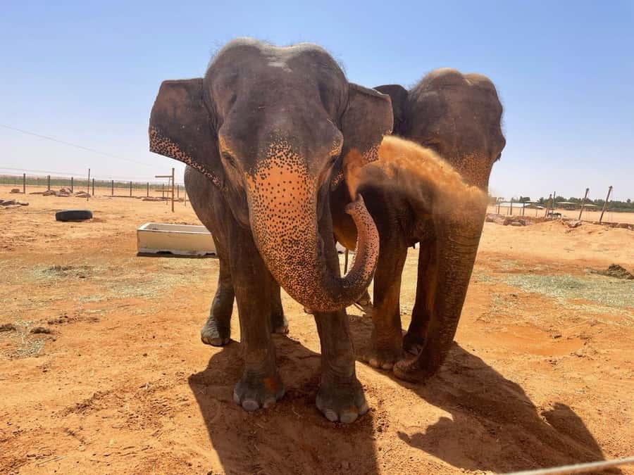 Riyadh: Open-Topped Vehicle Safari at Nofa Wildlife Park - Through the desert scenery