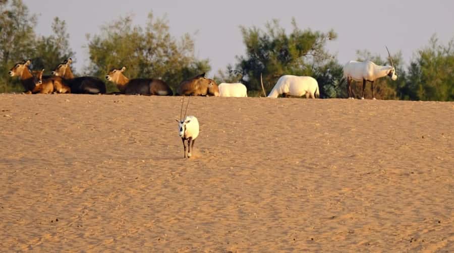 Riyadh: Open-Topped Vehicle Safari at Nofa Wildlife Park - Guide language and the pace of the ride