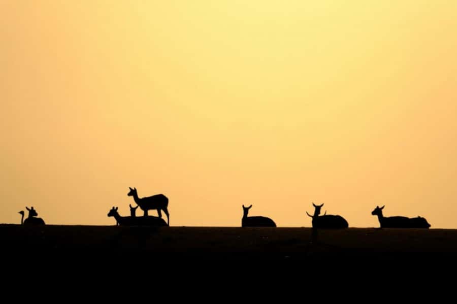 Riyadh: Open-Topped Vehicle Safari at Nofa Wildlife Park - Arriving at Nofa Wildlife Park
