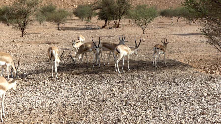 Riyadh Sunset Edge of the World & Deer Reserve 4WD Adventure - What the six-hour outing is really like
