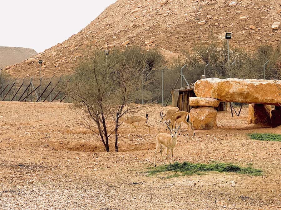 Riyadh Sunset Edge of the World & Deer Reserve 4WD Adventure - The off-road run through Tuwaiq