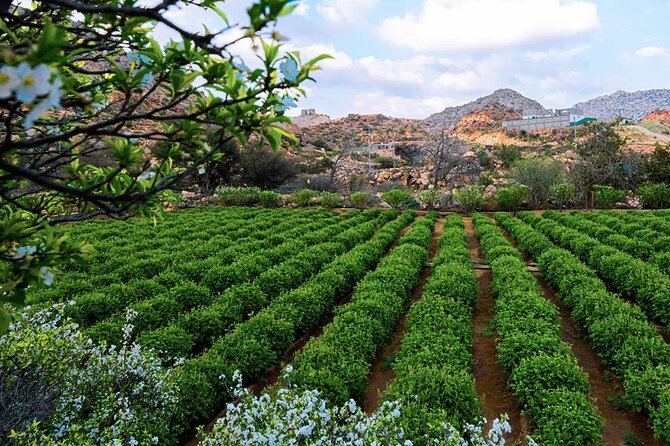 Visit Taif The City of Roses - Rose Garden Resort and the perfume connection